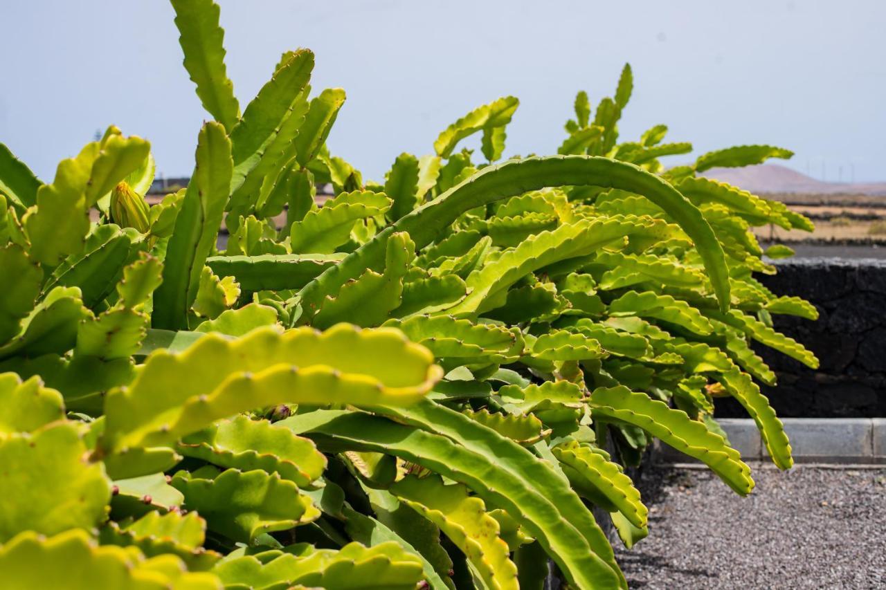 מלון טגיסי Eslanzarote Eco Dome Experience מראה חיצוני תמונה